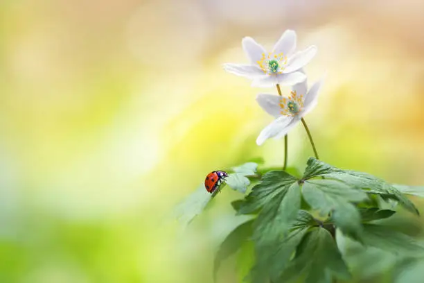 Photo of Beautiful white forest flowers anemones and ladybug in sunlight.