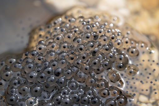 Frog spawn close-up