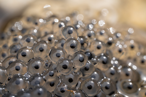 Frog spawn close-up