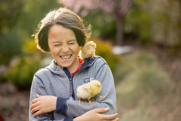 かわいい甘い子供、10代前の男の子、公園で小さなひよこと遊ぶ、赤ちゃんのひよこと子供 - poultry baby chicken eggs chicken ストックフォトと画像