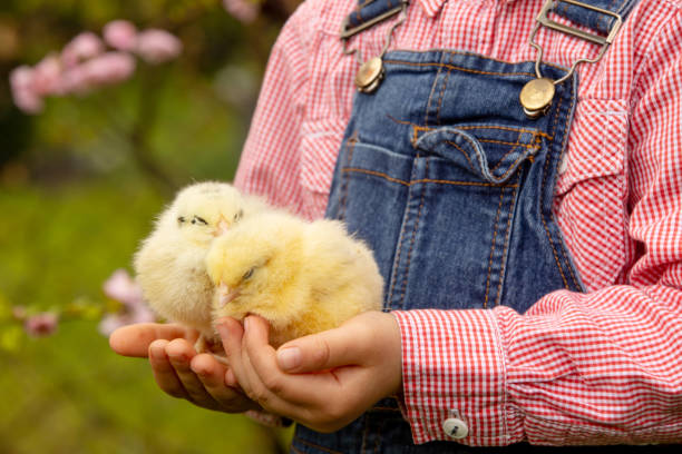 carino dolce bambino biondo, bambino piccolo, che gioca con piccoli pulcini nel parco, pulcini e bambino - baby chicken human hand young bird bird foto e immagini stock