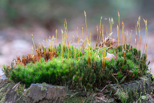 Small island of blooming moss on a treetrunk