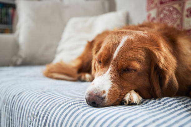 istock Cute dog sleeping on sofa at home