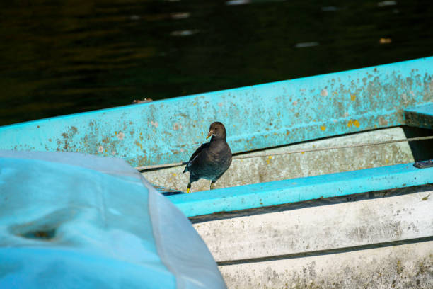 A bird on a boat in the Adda river at Imbersago, Lecco province, Lombardy, Italy, at October