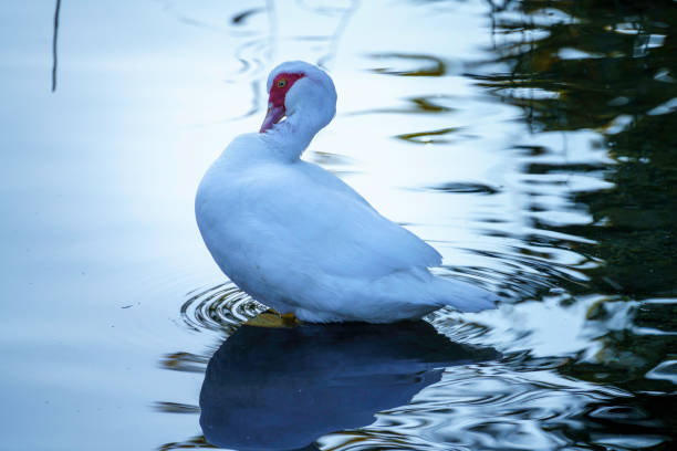 A Muscovy duck in the water of Adda river at Imbersago, Lecco province, Lombardy, Italy, at October