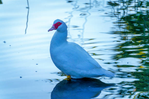 A Muscovy duck in the water of Adda river at Imbersago, Lecco province, Lombardy, Italy, at October