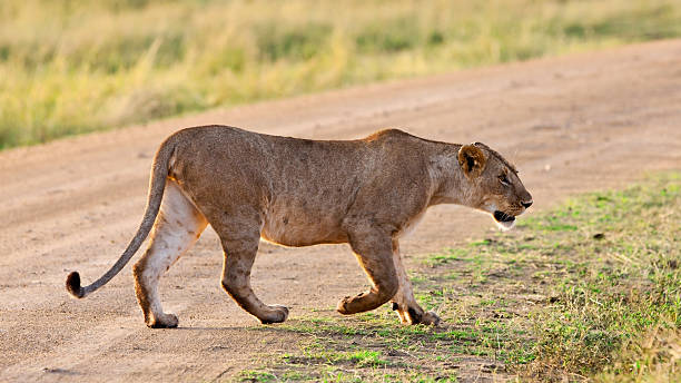 istock Lioness in the Maasai Mara 139551826