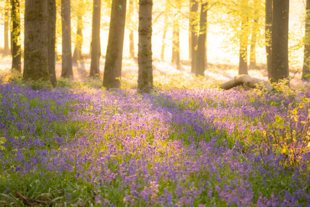 istock Bluebells In An English Beechwood 1395518675