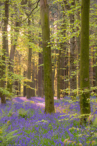 istock Bluebells In An English Beechwood 1395518676