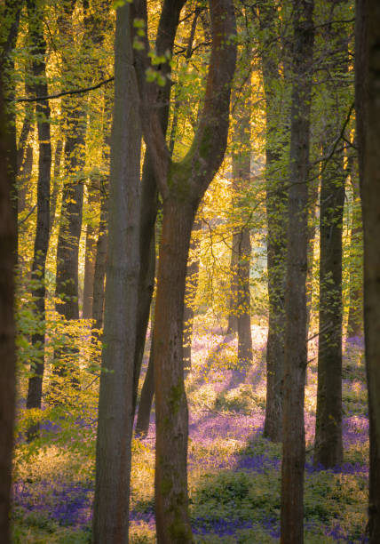 istock Bluebells In An English Beechwood 1395518757