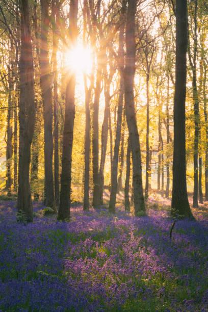 istock Bluebells In An English Beechwood 1395518786