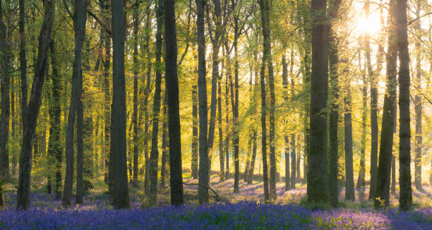 istock Bluebells In An English Beechwood 1395518787
