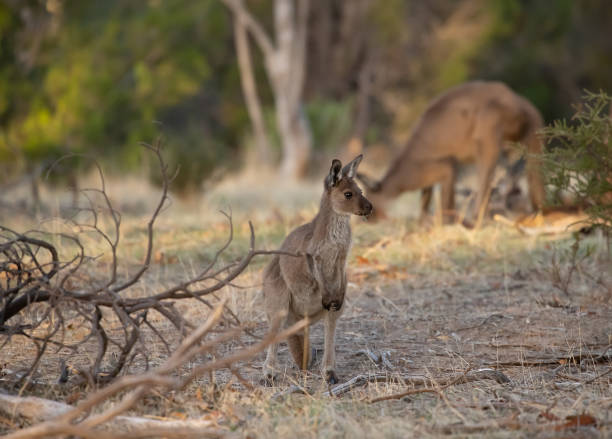 istock Young little cute wild kangaroo is standing in the forest 1395518939