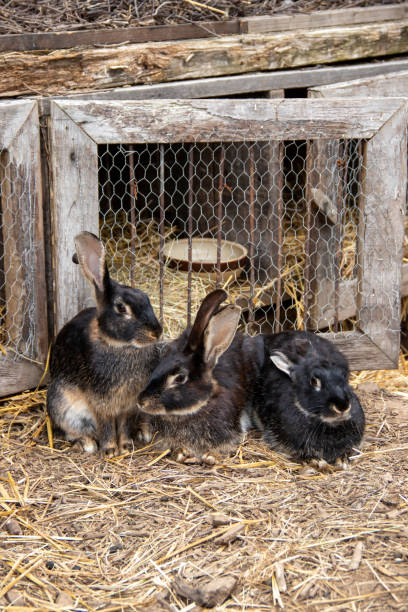 istock Black rabbits in front of a hutch 1395518978