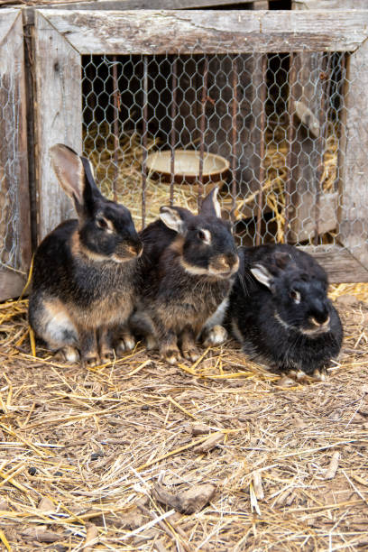 istock Black rabbits in front of a hutch 1395519101