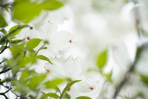 White dogwood in blossom
