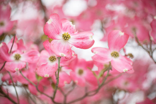 Pink flowering dogwood blossom