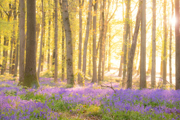 istock Bluebells In An English Beechwood 1395519143