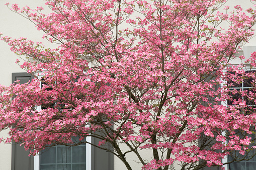 Blooming dogwood in front of house window