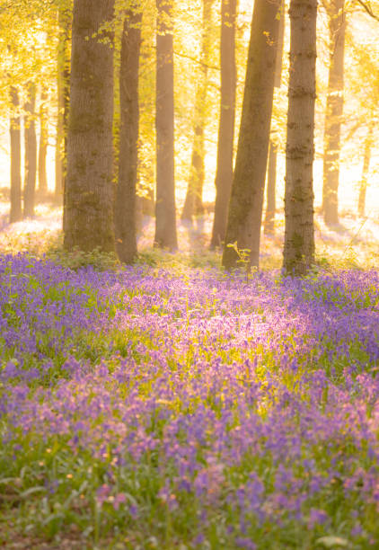 istock Bluebells In An English Beechwood 1395519158
