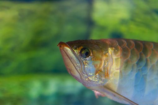 Arowana close-up in aquarium