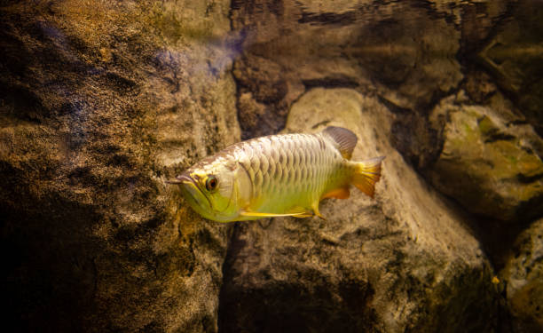 Arowana close-up in aquarium Arowana close-up in aquarium golden arowana fish stock pictures, royalty-free photos & images