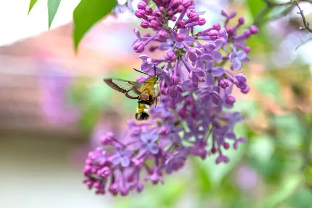 Hummingbird hawk moth Macroglossum stellatarum collecting nectar on a lilac flower in the garden on a sunny spring day.  Close up, selective focus