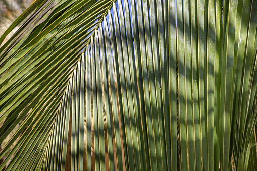 close up view of green palm leaves, partially illuminated on the back by the sunlight, in a natural environment, in the morning