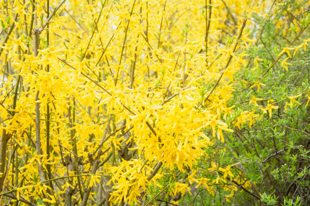 istock Beautiful tree in yellow flowers in the park 1395522376