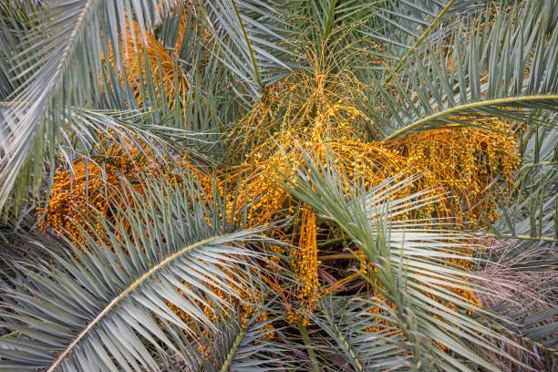 In the public parks in the city of Santa Cruz there is a great diversity of palm trees due to the climate and some of the parks gives an impression of a jungle. Santa Cruz in the major city on the Spanish Canary Island Tenerife.