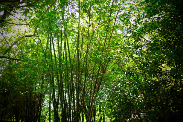 istock Beautiful bamboo in natural light, nature background 1395522415