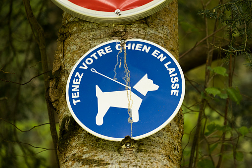 Detail of a tree trunk with a forest trail sign meaning dogs on leash only in Vosges France.