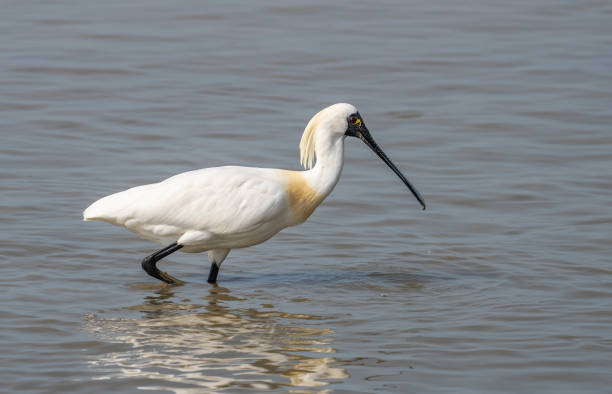 istock Black-faced Spoonbill in shenzhen China 1395523500