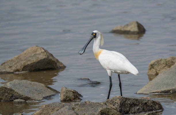 심천 중국에서에서 저어새 검은 얼굴 - black faced spoonbill 뉴스 사진 이미지