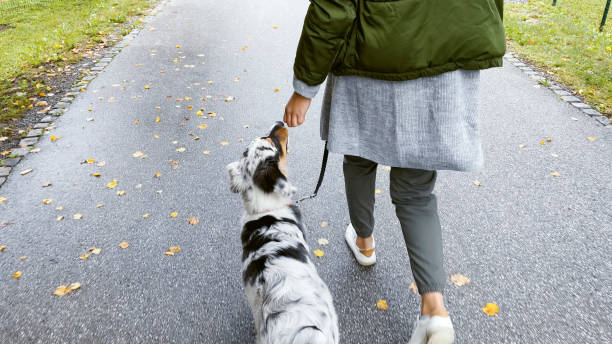 istock Woman walking with dog 1395523562
