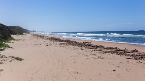 istock Beach Ocean Flood Trees Branches Coastline 1395523598