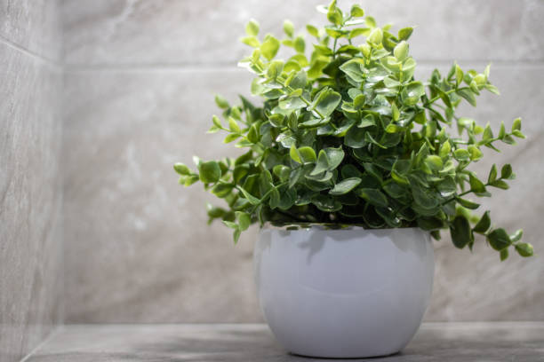 istock Callisia repens, also known as the creeper or turtle vine, is a succulent creeper from the Commelinaceae family with copyspace 1395523630