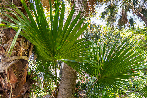 Tall date palm also known as phoenix palm in seaside town park, selective focus