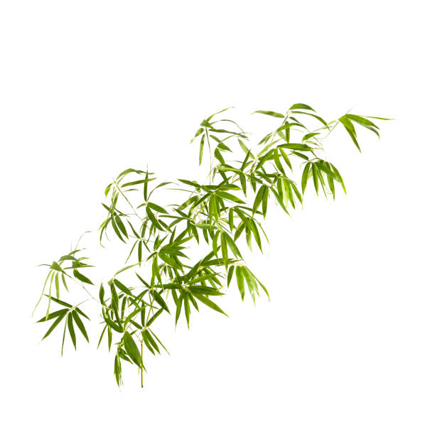 folha de bambu com caminho de recorte isolado em branco - bamboo bamboo shoot green isolated - fotografias e filmes do acervo