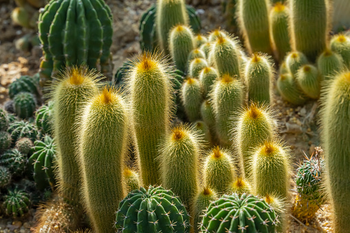 Cactus Plants Background
