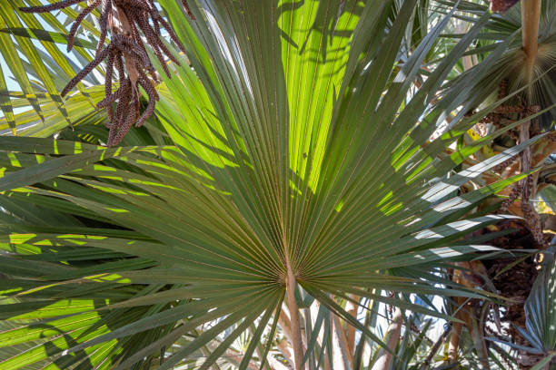 istock Leaf of a palm tree in a Spanish public park 1395523897