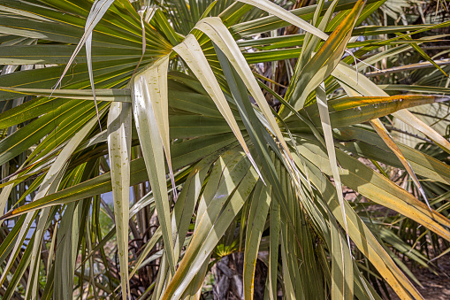 Beautiful green palm leaves, close up image