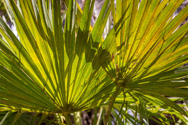In the public parks in the city of Santa Cruz there is a great diversity of palm trees due to the climate and some of the parks gives an impression of a jungle. Santa Cruz in the major city on the Spanish Canary Island Tenerife.