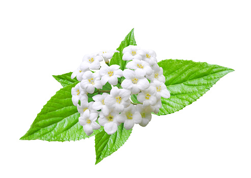 White lantana flower close-up with rosette of leaves isolated on white background, spring floral design element.