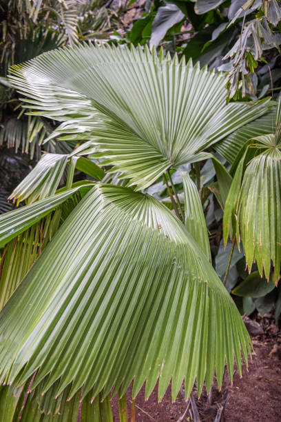 istock Leaf of a palm tree in a Spanish public park 1395524739