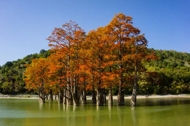 Swamp cypress Taxodium - bare cypress. Rd and orange cypress needles are reflected in turquoise-colored lake in Sukko near city of Anapa. Autumn landscape. Nature background.