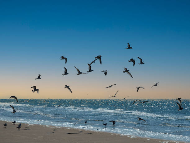 istock Birds at the seaside 1395524927