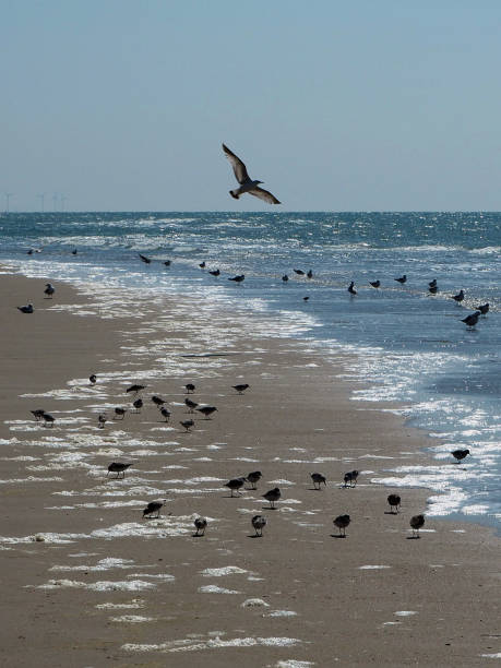 istock Birds at the seaside 1395524930