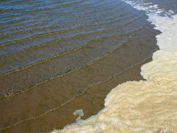 istock Dirty  water pollution at the beach 1395524952