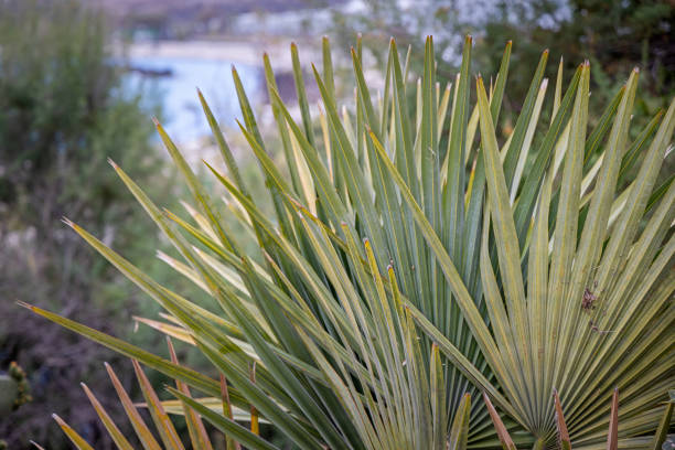 istock Leaf of a palm tree in a Spanish public park 1395525321